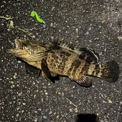 チャイロマルハタの釣果