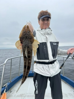 マゴチの釣果