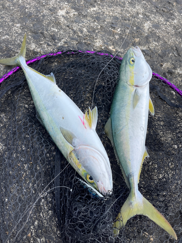 イナダの釣果