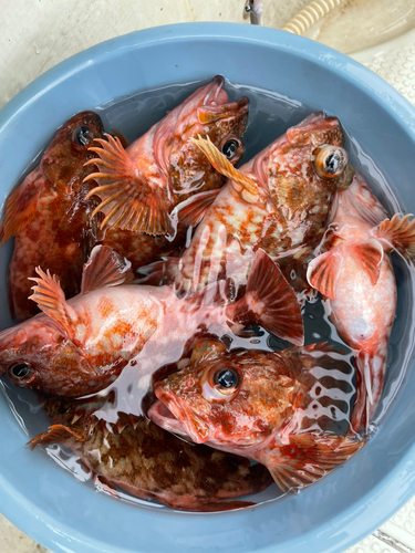 カサゴの釣果