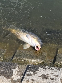 コイの釣果