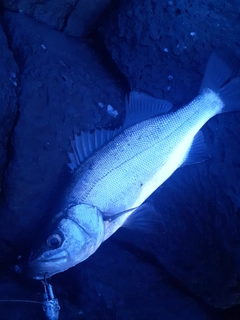 ヒラスズキの釣果