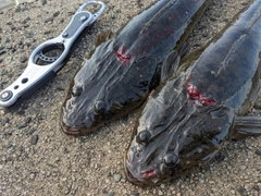 マゴチの釣果