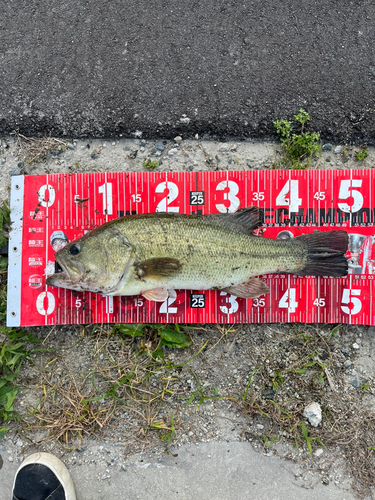 ブラックバスの釣果