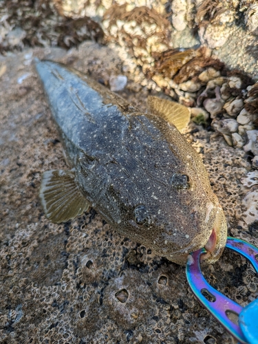 マゴチの釣果