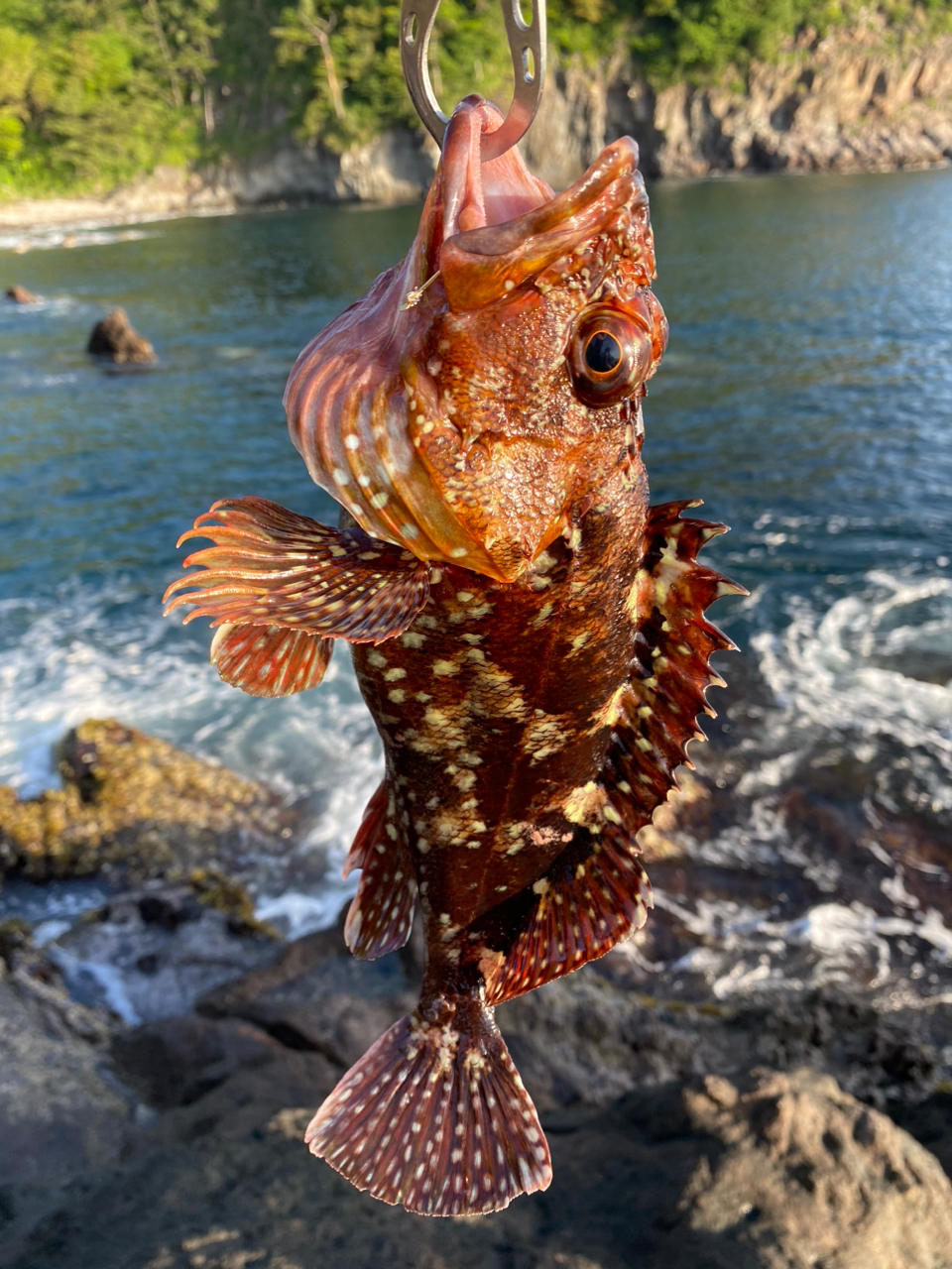 カサゴ