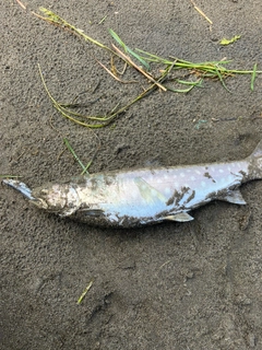 アメマスの釣果