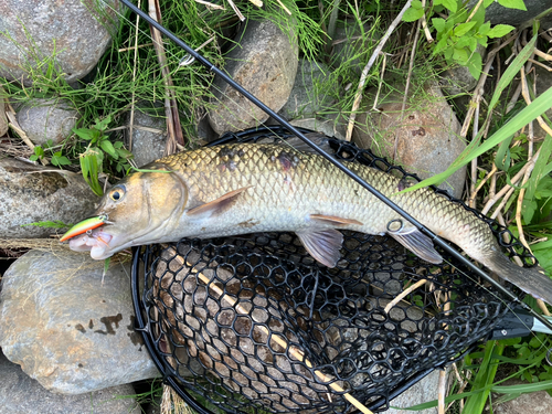 ニゴイの釣果