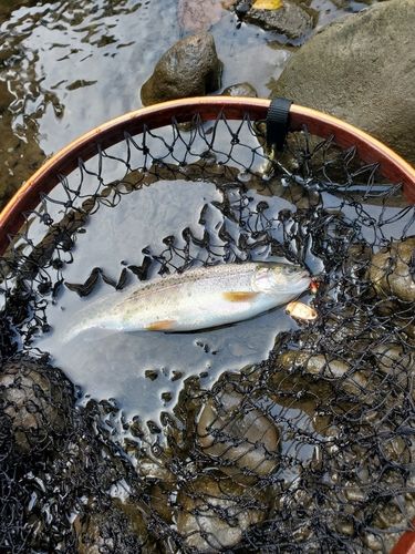 ヤマメの釣果