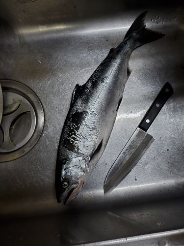 サクラマスの釣果