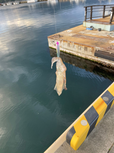 ケンサキイカの釣果