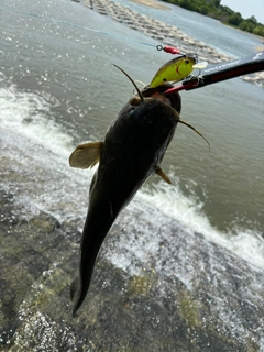 ナマズの釣果