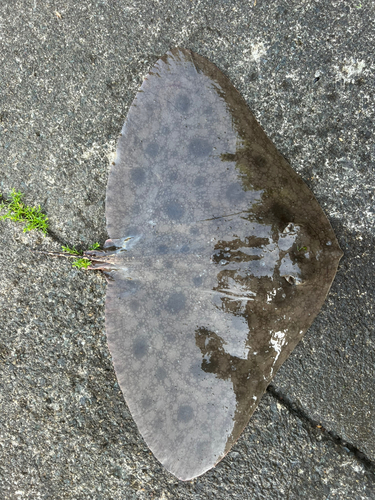 ツバクロエイの釣果