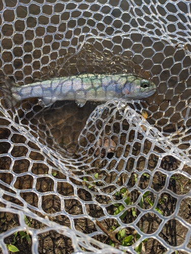 ニジマスの釣果