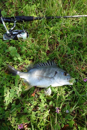 キビレの釣果