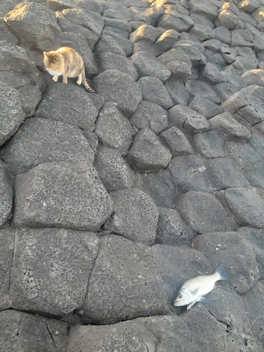 ヒラスズキの釣果