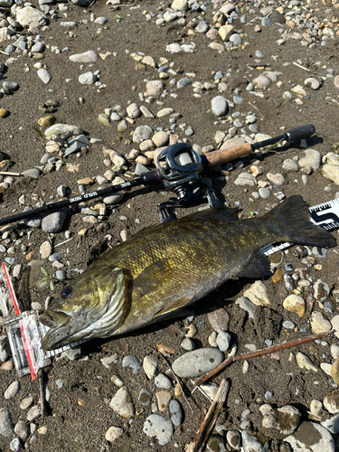 スモールマウスバスの釣果