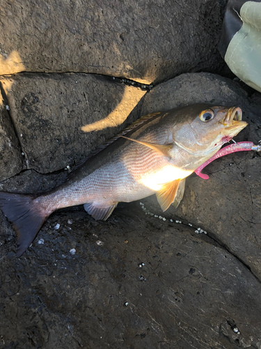 イサキの釣果