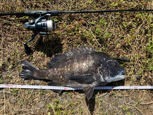 チヌの釣果