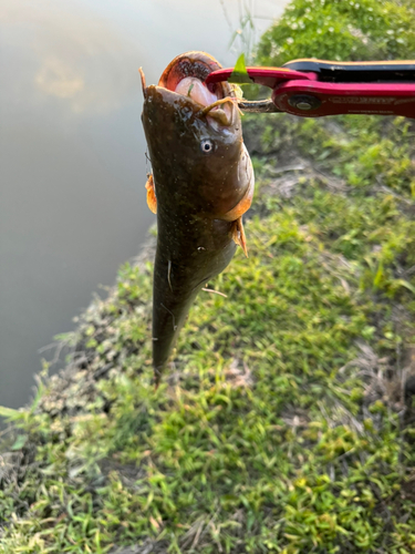 ナマズの釣果