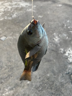 メジナの釣果