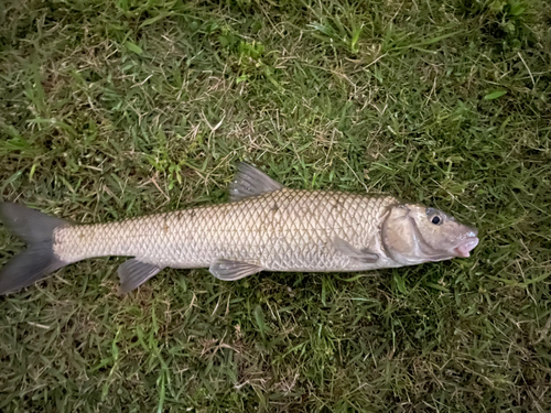 ニゴイの釣果