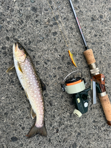 アメマスの釣果