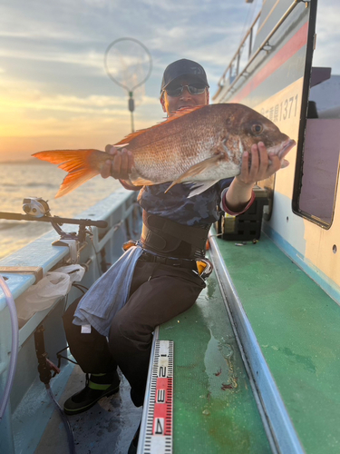 マダイの釣果