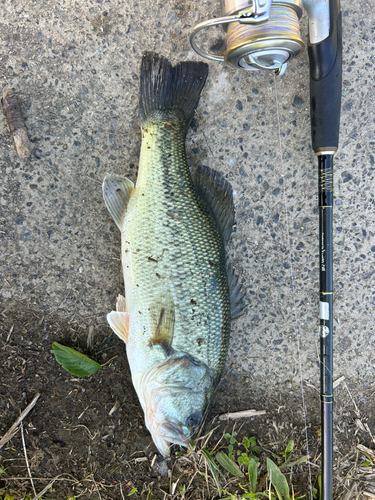 ブラックバスの釣果