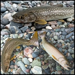 アメマスの釣果