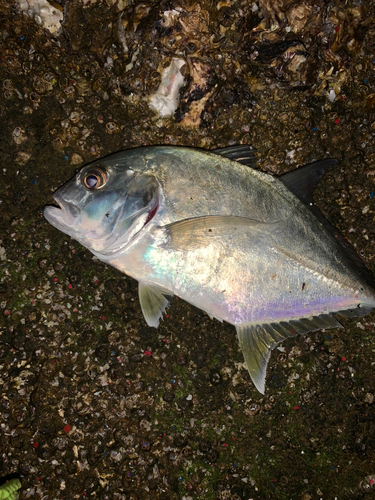 メッキの釣果