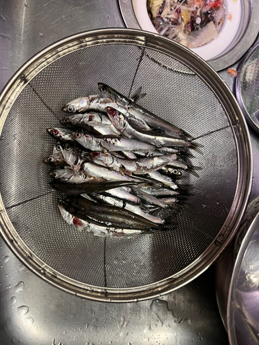 イワシの釣果