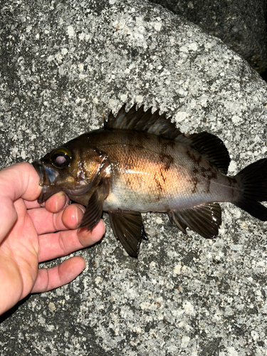 メバルの釣果