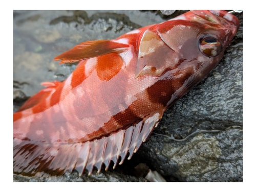 アカハタの釣果