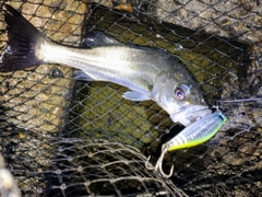 シーバスの釣果