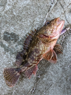 カサゴの釣果