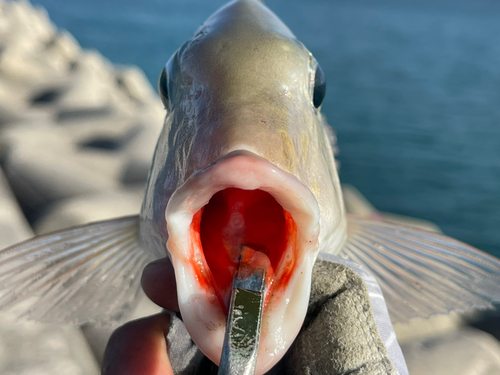 タテシマフエフキの釣果