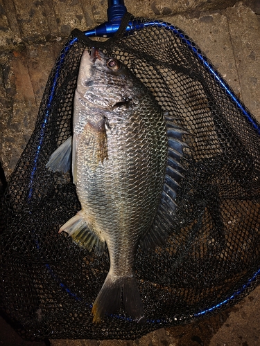 キビレの釣果