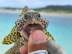 カンモンハタの釣果