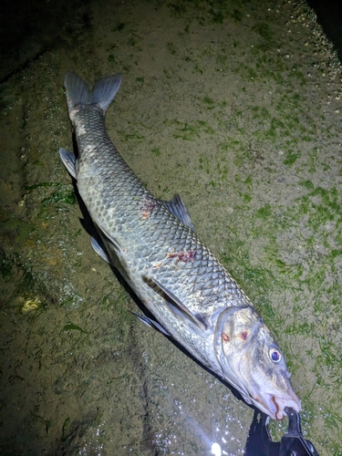 ニゴイの釣果