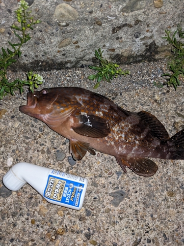 キジハタの釣果