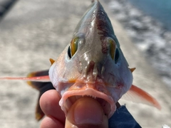 ヒメフエダイの釣果