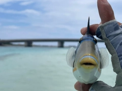 ムラサメモンガラの釣果