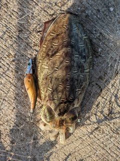 モンゴウイカの釣果