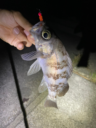 平磯海づり公園