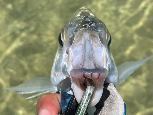 ツッパリサギの釣果