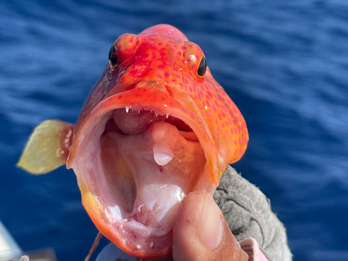 オジロバラハタの釣果