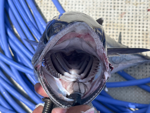 イソマグロの釣果