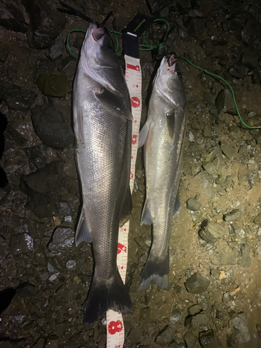 シーバスの釣果