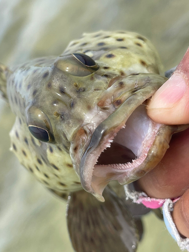 ヒレグロハタの釣果